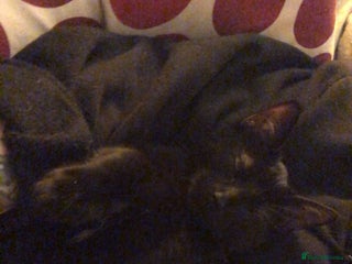 Mixed Breed cats binx - in need a forever home - Advert 1