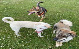 Mixed Breed dogs for adoption: Meet Oakley,  currently residing in Fife - Image 6