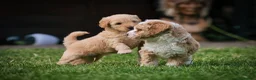 Australian Labradoodle dogs for sale: Stunning Cockapoo x Australian Labradoodle Puppies in Corby - Advert 11