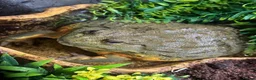 Frog reptiles for sale: African bullfrog  - Advert 4