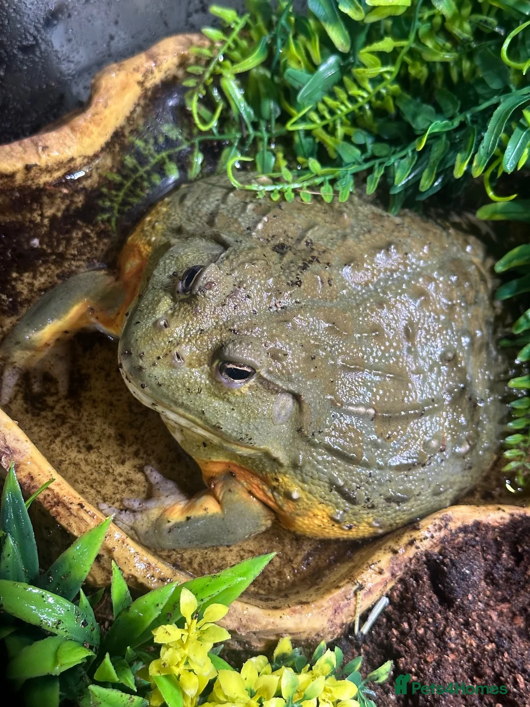 Frog reptiles for sale: African bullfrog  - Advert 4