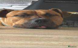 Mixed Breed dogs for sale: Bear  - Image 2