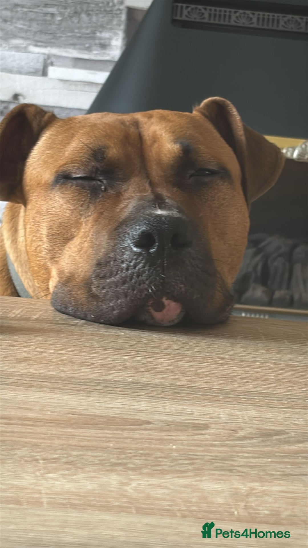 Mixed Breed dogs for sale: Bear  - Image 2