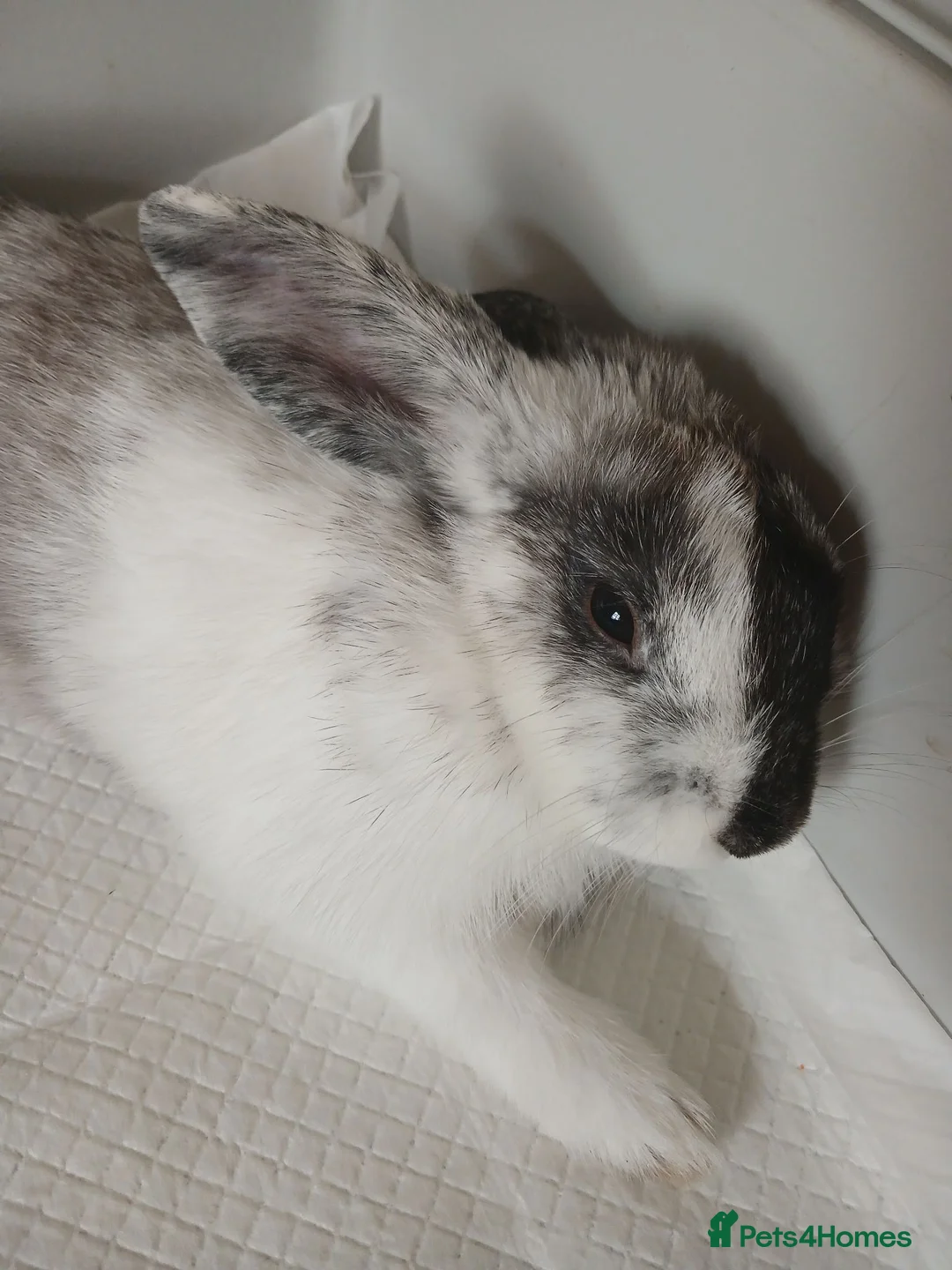 Lionhead rabbits for sale: Lionhead x lop in Rossendale - Advert 2