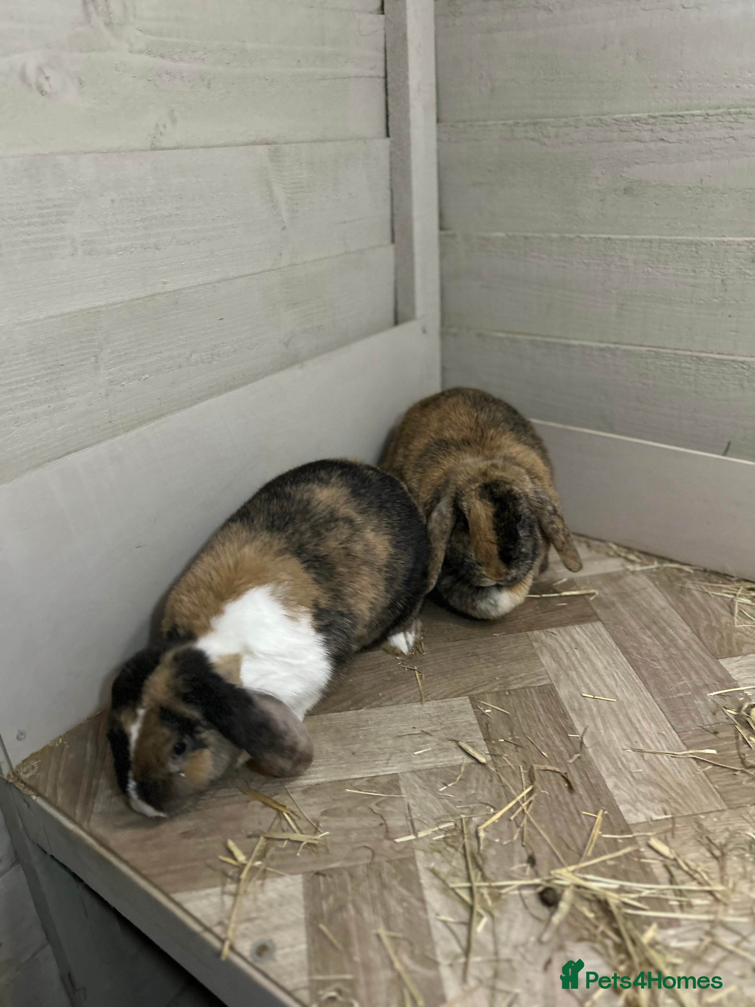 Mixed Breed rabbits  female rabbit pair  - Advert 12