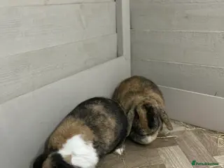Mixed Breed rabbits female rabbit pair - Advert 7