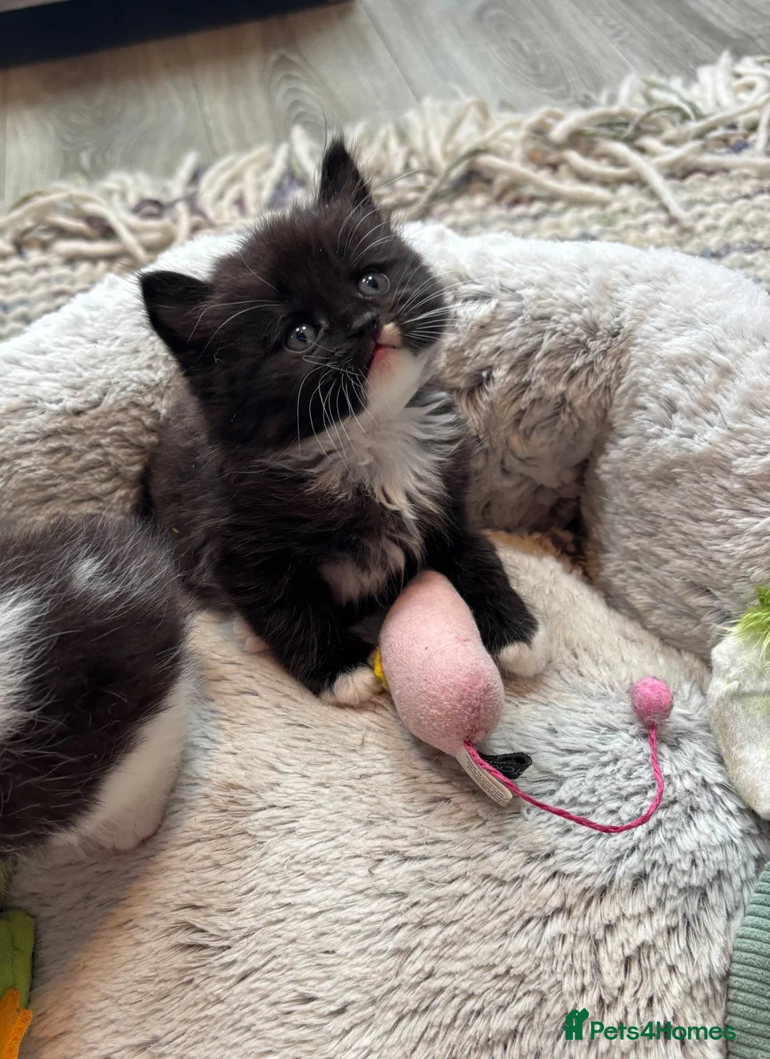 Mixed Breed cats for sale: Half British short hair  - Advert 1