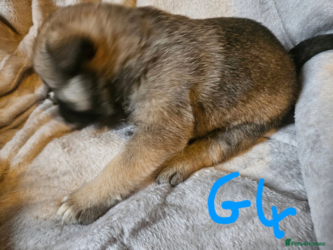 Huskita dogs for sale: Husky x akita puppys - Image 25