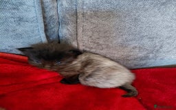 European cats for sale: two long hair kittens - Image 3