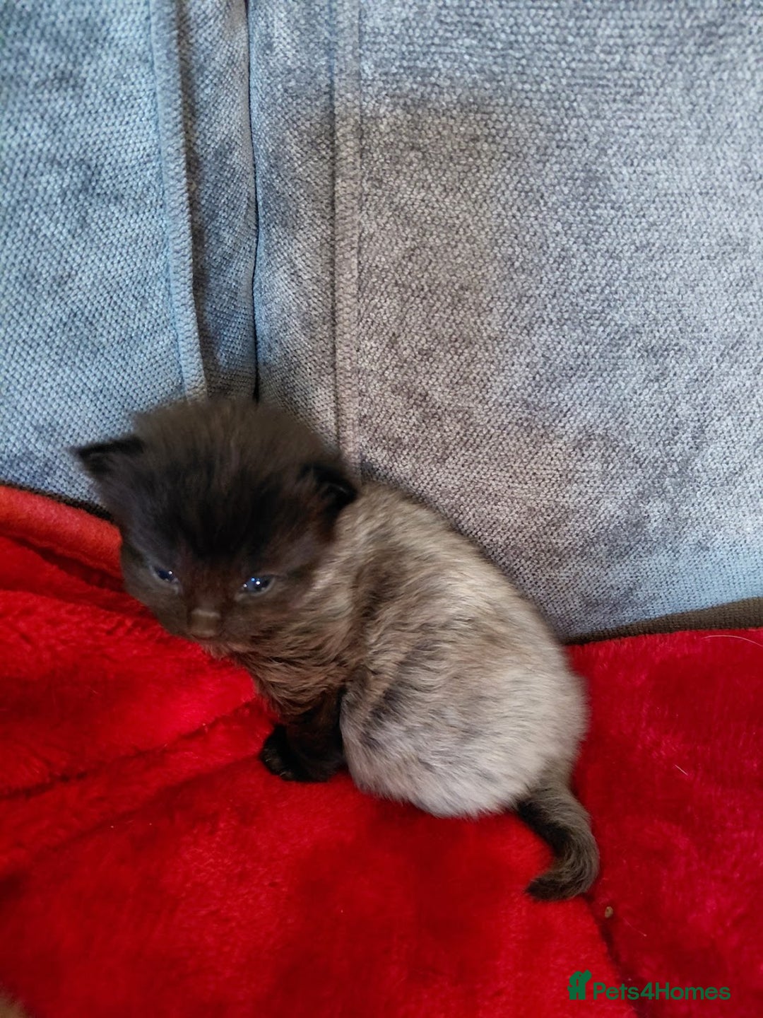 European cats for sale: two long hair kittens - Image 3
