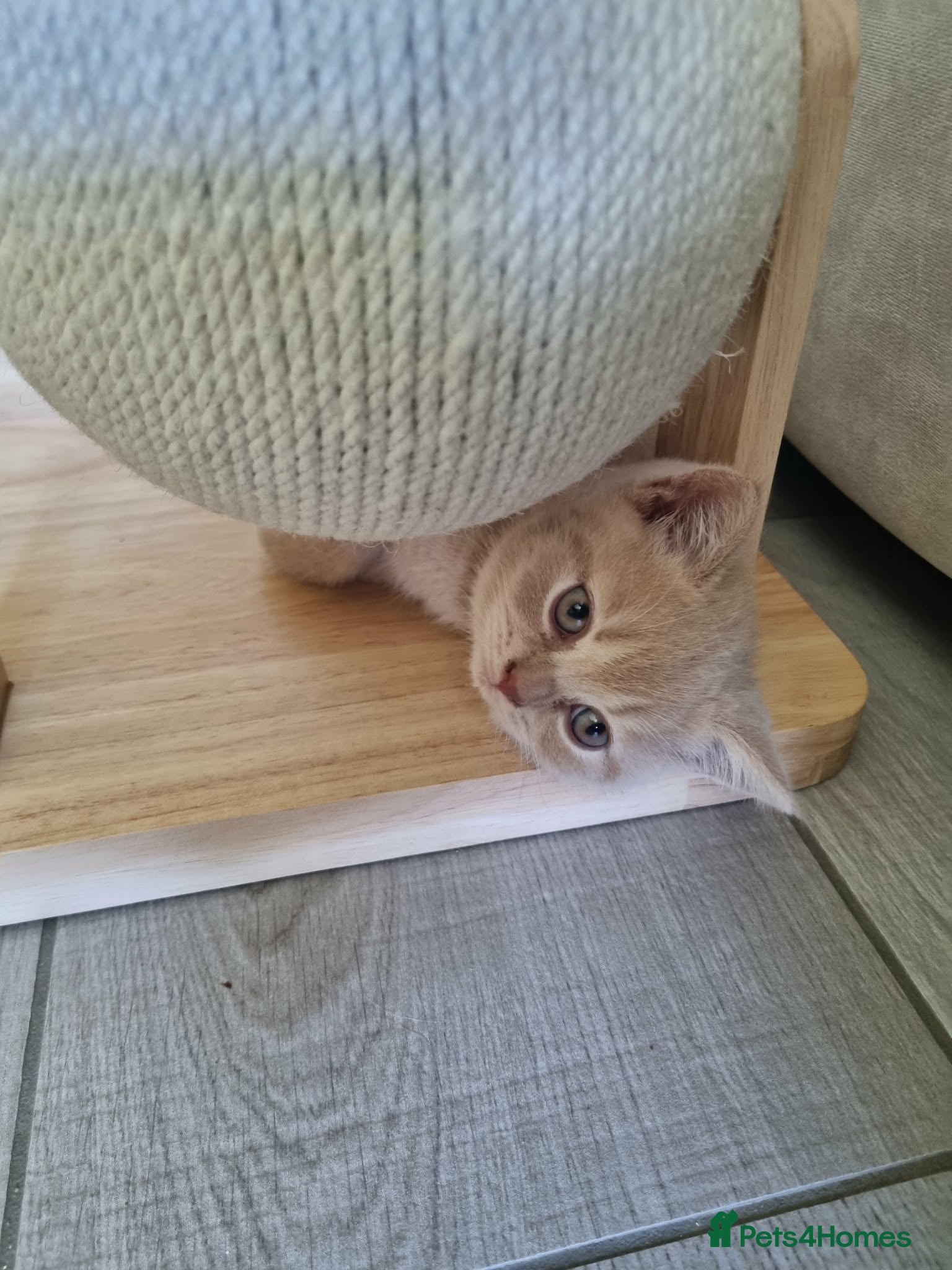 British Shorthair cats *** Two chunky male full creamy/lilac BSH left *** - Advert 15