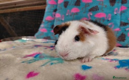 Guinea Pig rodents for sale: Pair of baby merino/teddy boars/brothers RTR - Image 10