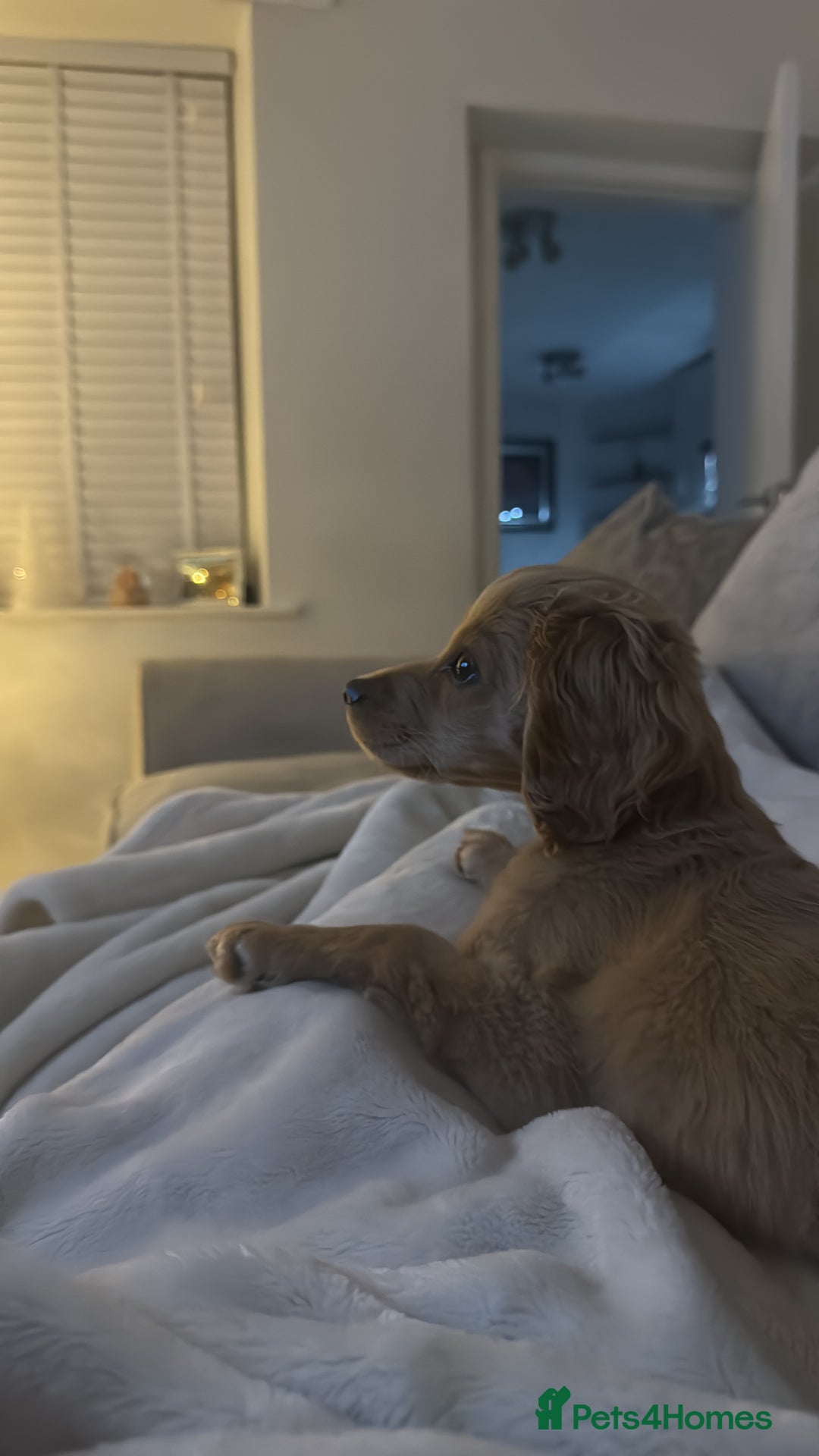 Cockapoo dogs for sale: Cockapoo Puppy Girl - Advert 15