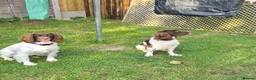 English Springer Spaniel dogs for sale: English Springer Spaniel  in Weston-super-Mare - Advert 2