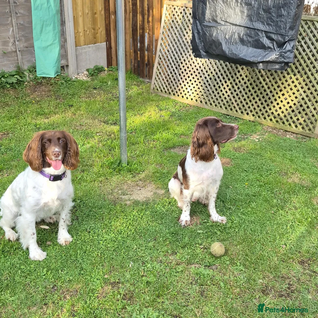 English Springer Spaniel dogs for sale: English Springer Spaniel  in Weston-super-Mare - Advert 2