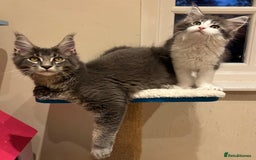 Maine Coon cats for sale: Ready Now - Beautiful Maine Coon Kittens in Nantwich - Image 5