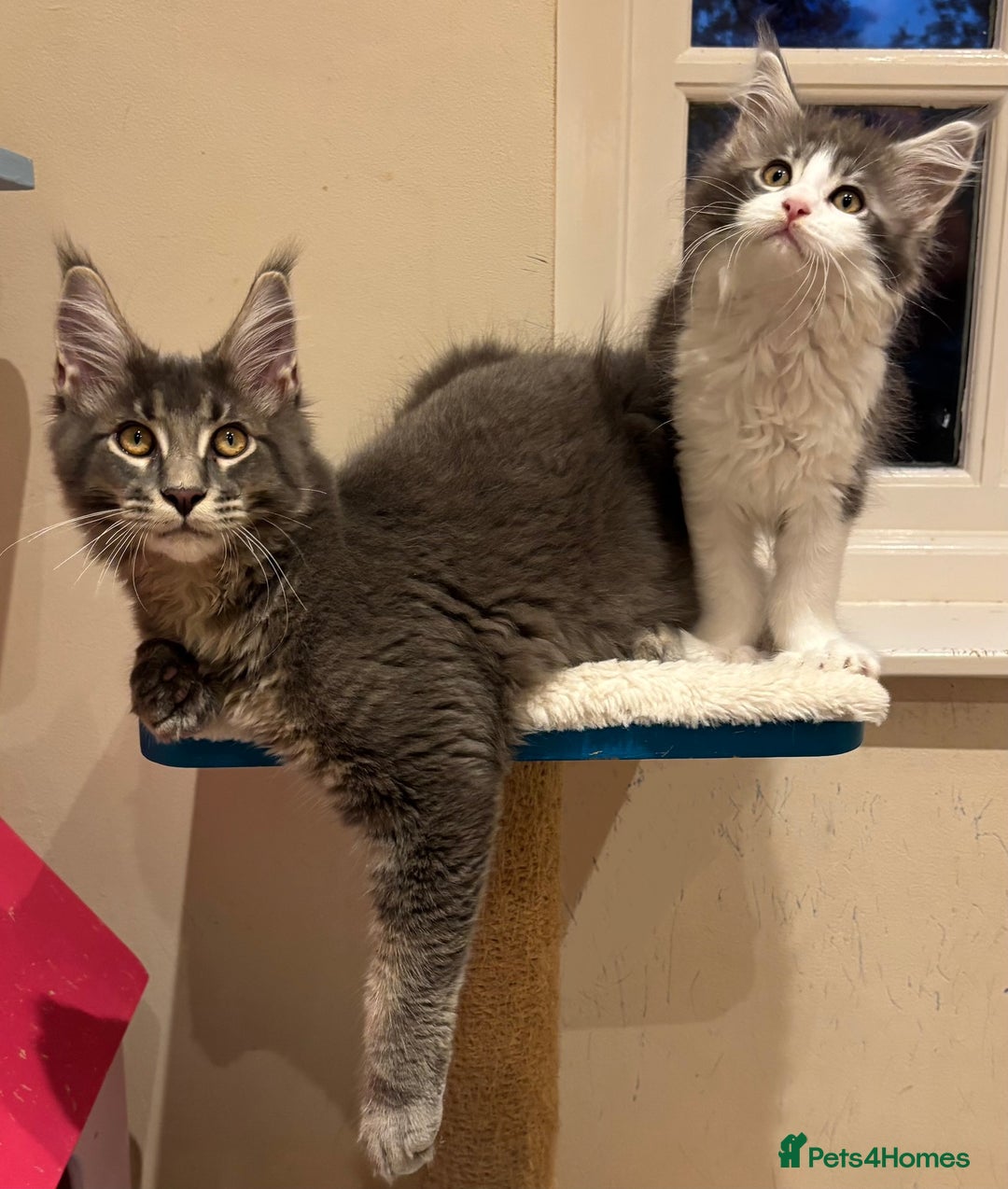 Maine Coon cats for sale: Ready Now - Beautiful Maine Coon Kittens in Nantwich - Image 5