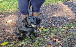 Cocker Spaniel dogs for sale: Working cocker spaniel 4yrs old - Advert 5