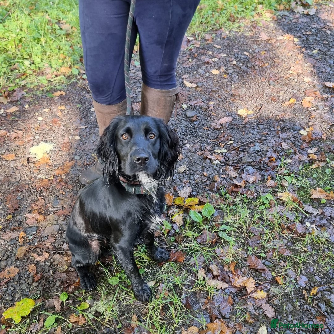Cocker Spaniel dogs for sale: Working cocker spaniel 4yrs old - Advert 5