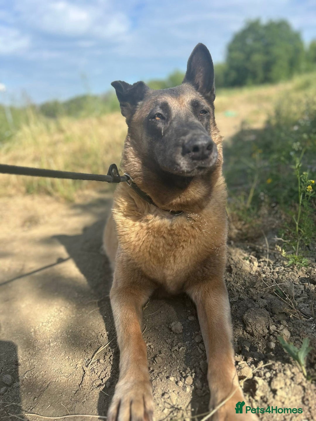 Mixed Breed dogs for adoption: Ava. Norwich Norfolk  - Image 25