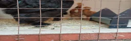 Mixed Breed birds for sale: bantam chicks  - Advert 3