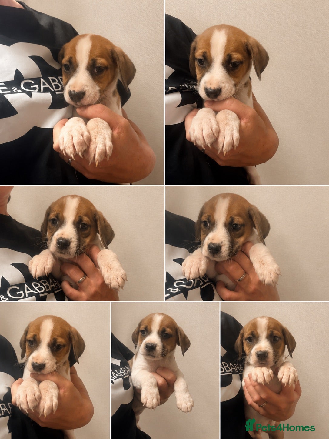 Mixed Breed dogs Beautiful Beagle Puppies - Advert 2