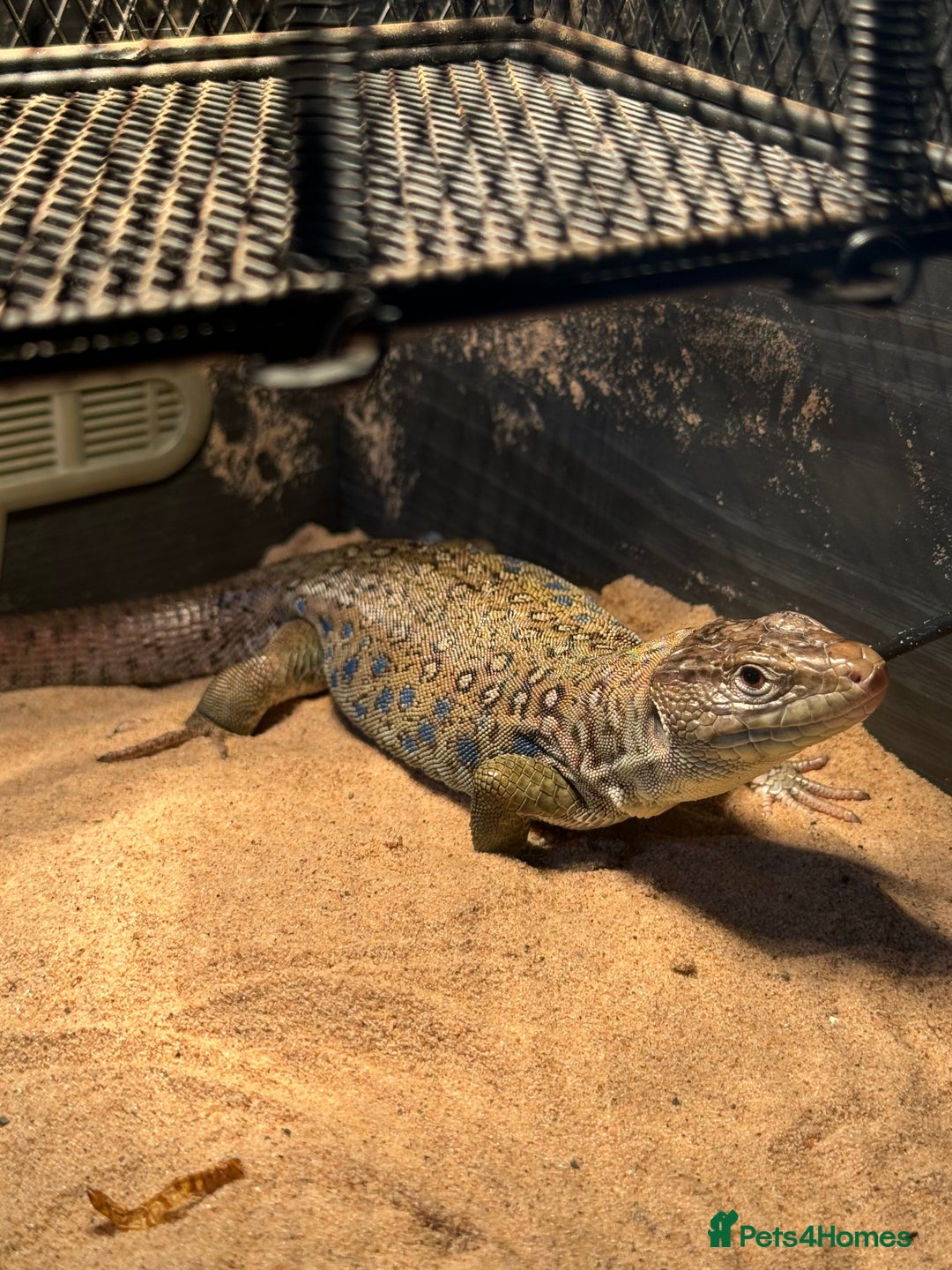 Lizard reptiles for sale: European eyed lizard  - Advert 3