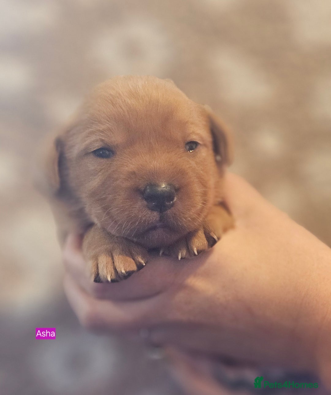 Labrador Retriever dogs for sale: KC Fox Red Labrador Puppys - Advert 20