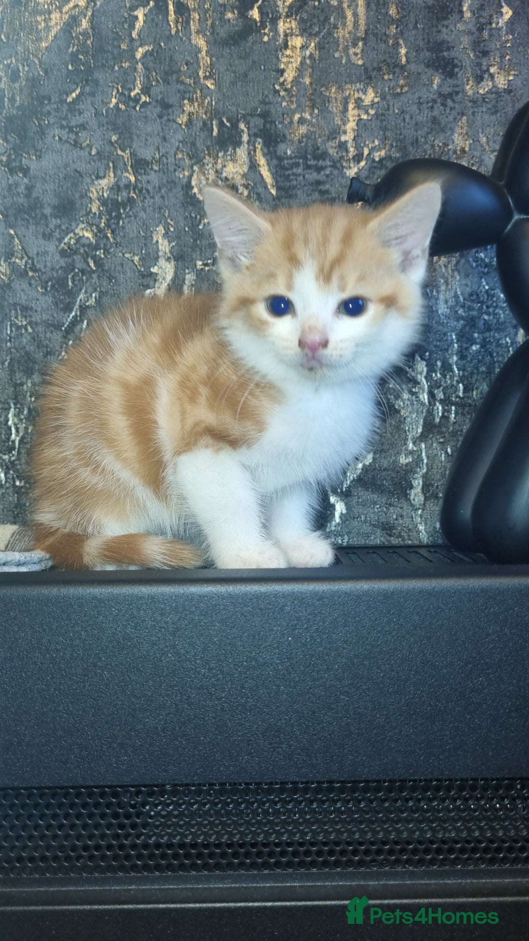 Mixed Breed cats for sale: 3 beautiful kittens. - Image 2