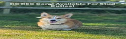 Welsh Corgi Cardigan dogs for stud: Beautiful KC Corgi Stud  - Advert 9