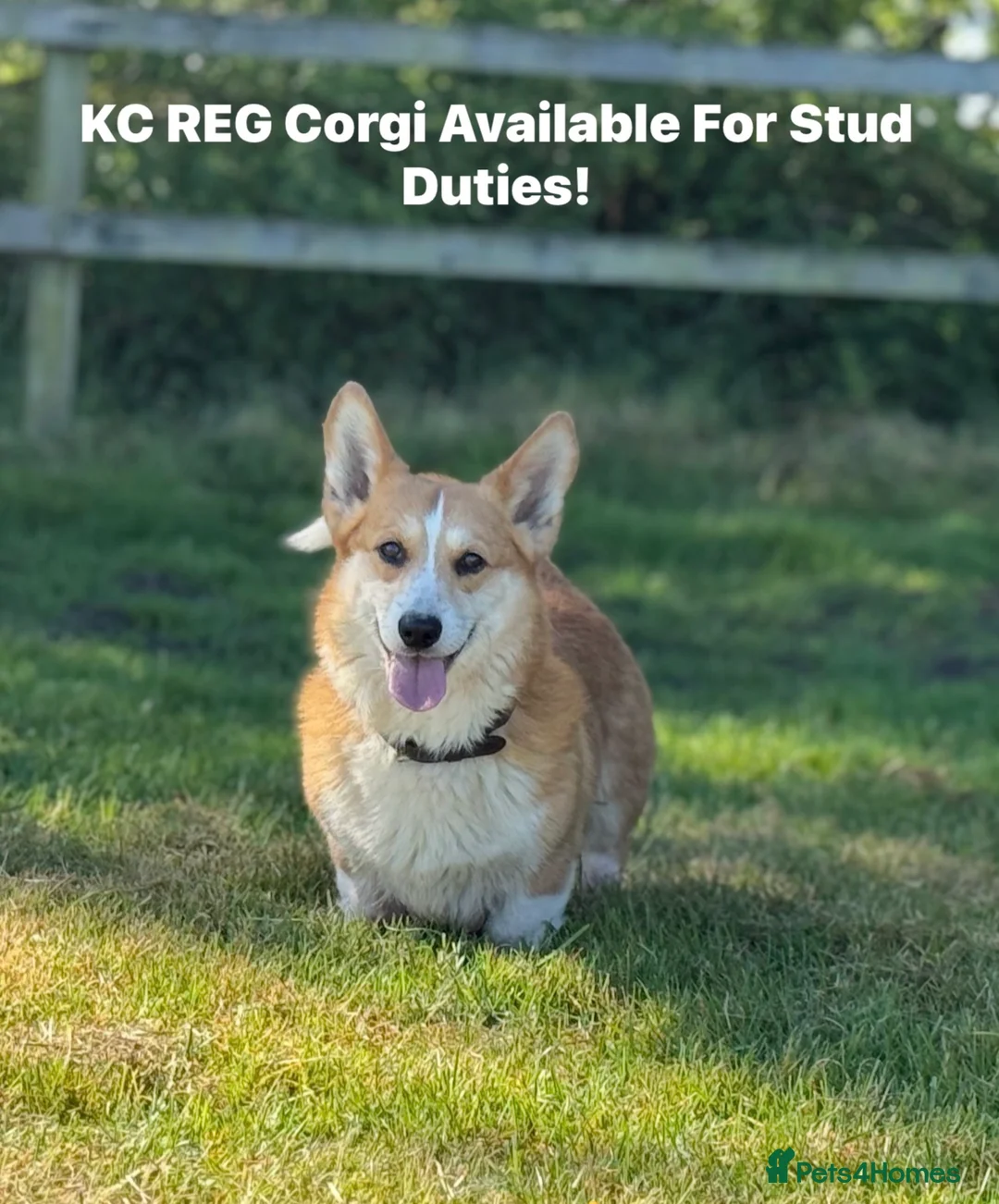 Welsh Corgi Cardigan dogs for stud: Beautiful KC Corgi Stud  - Advert 9