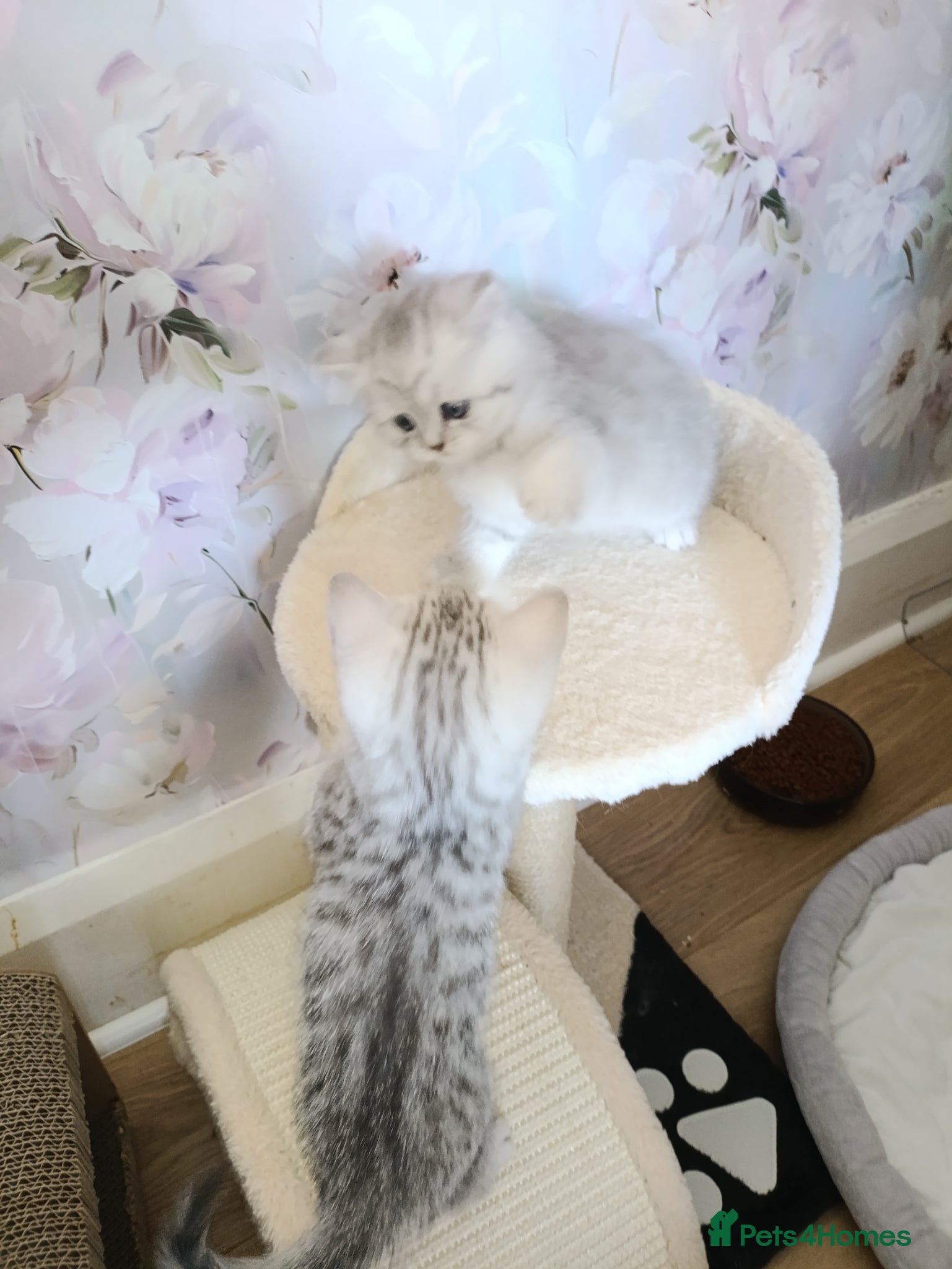 British Shorthair cats Purebred British Shorthair kittens  - Advert 1