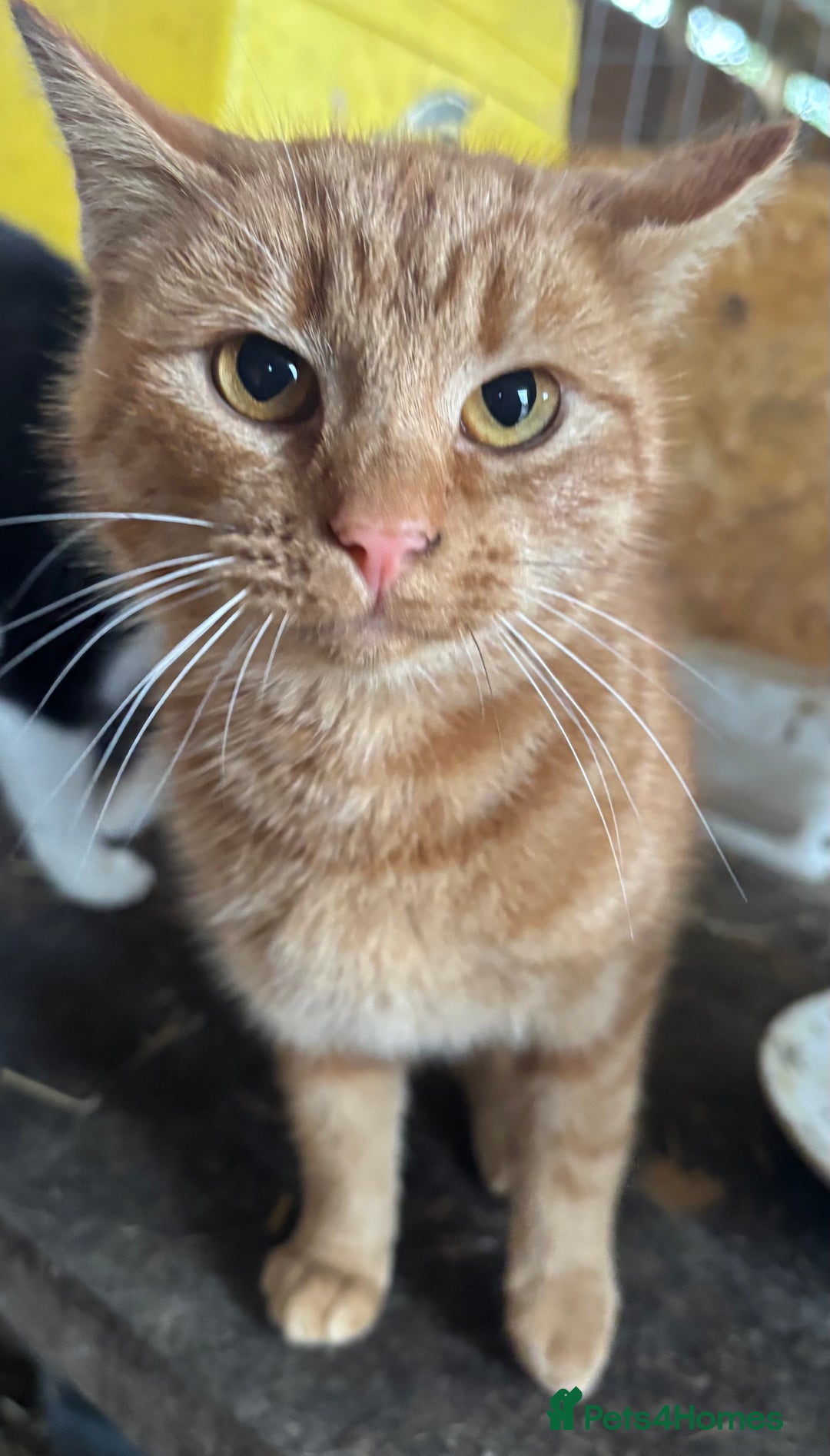 British Shorthair cats for sale: Rehoming older cat 1 year olds - Advert 2