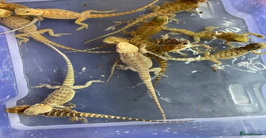 Bearded Dragon reptiles 7 Baby bearded dragons  - Advert 7