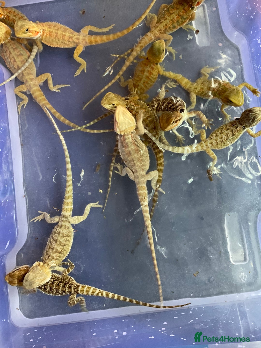 Bearded Dragon reptiles for sale: 7 Baby bearded dragons  - Advert 2