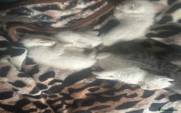 Ragdoll cats for sale: 3 blue lynx and 1  blue Ragdoll x Bengal kittens  - Image 4