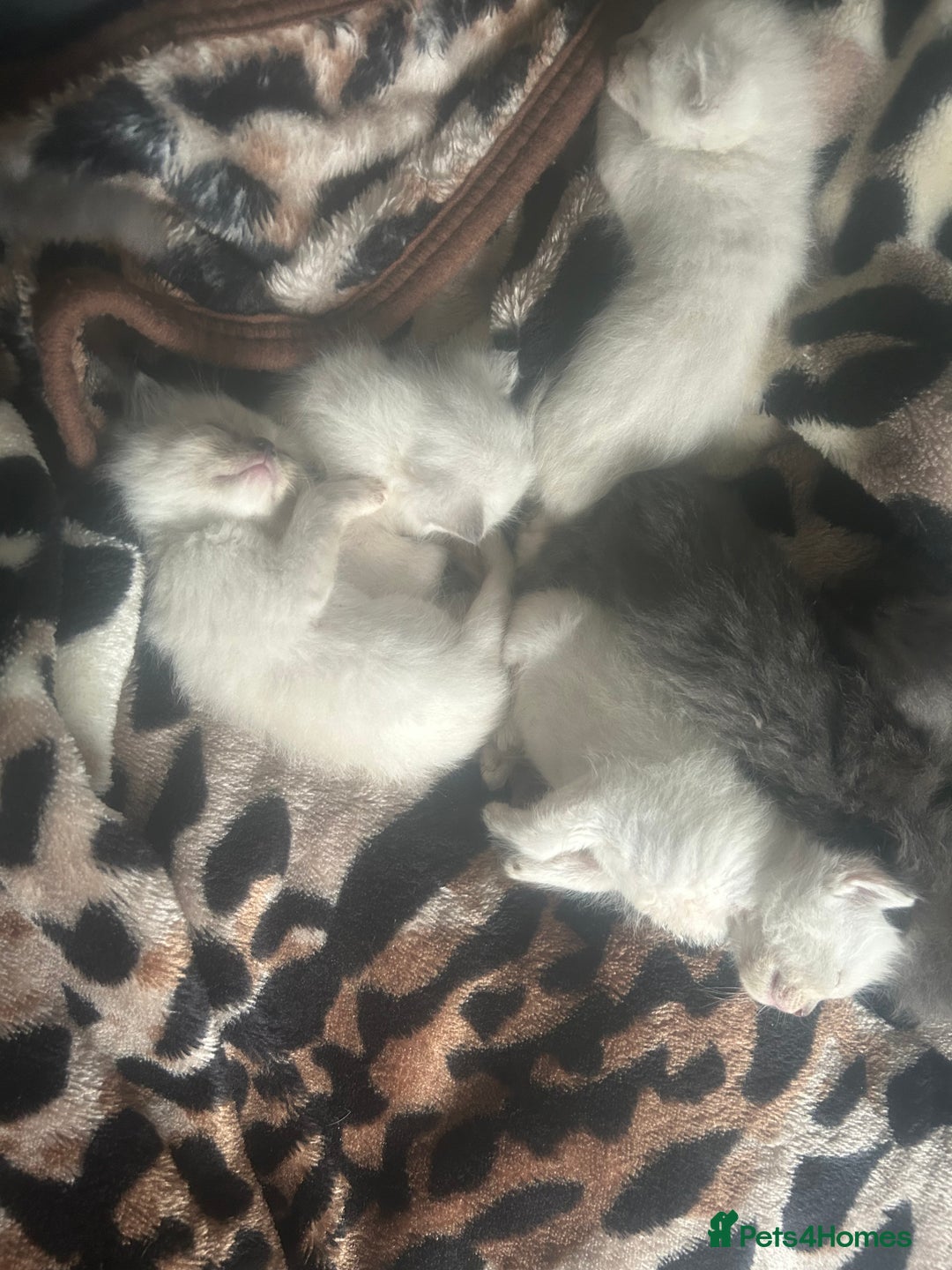 Ragdoll cats for sale: 3 blue lynx and 1  blue Ragdoll x Bengal kittens  - Image 4