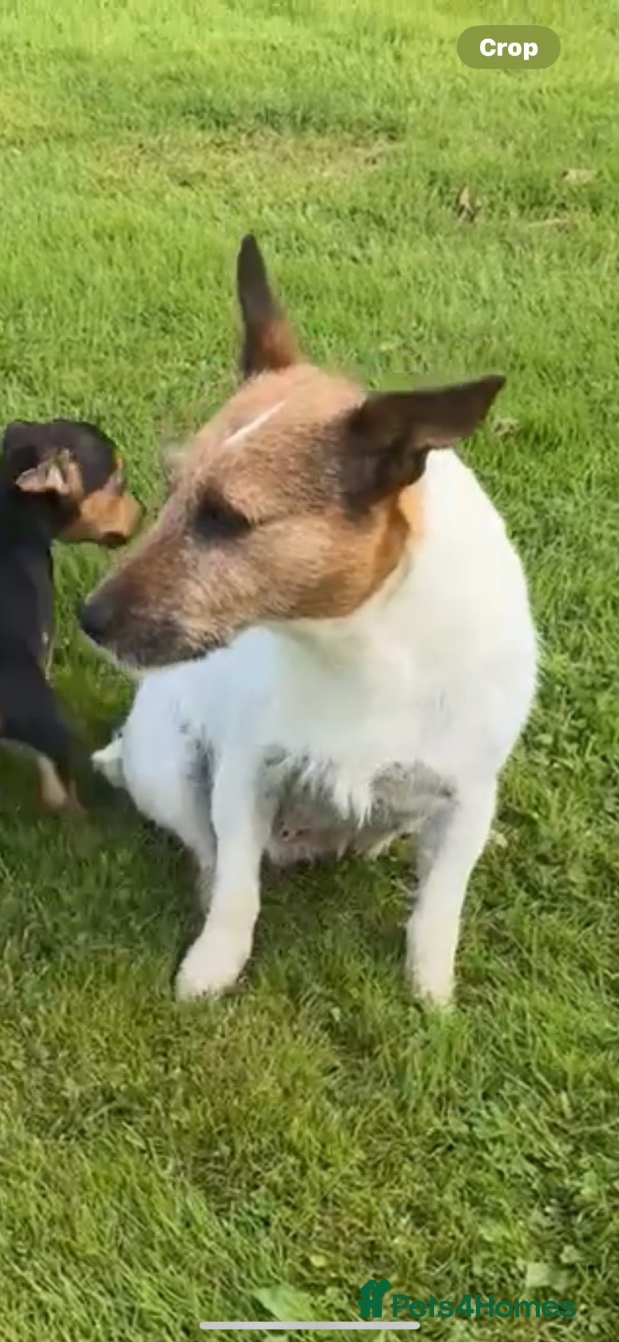 Jack Russell dogs jackrussell - Advert 2