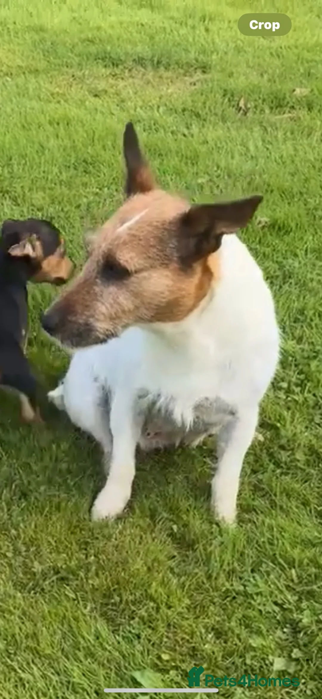 Jack Russell dogs for sale: jackrussell in Aberystwyth - Advert 2