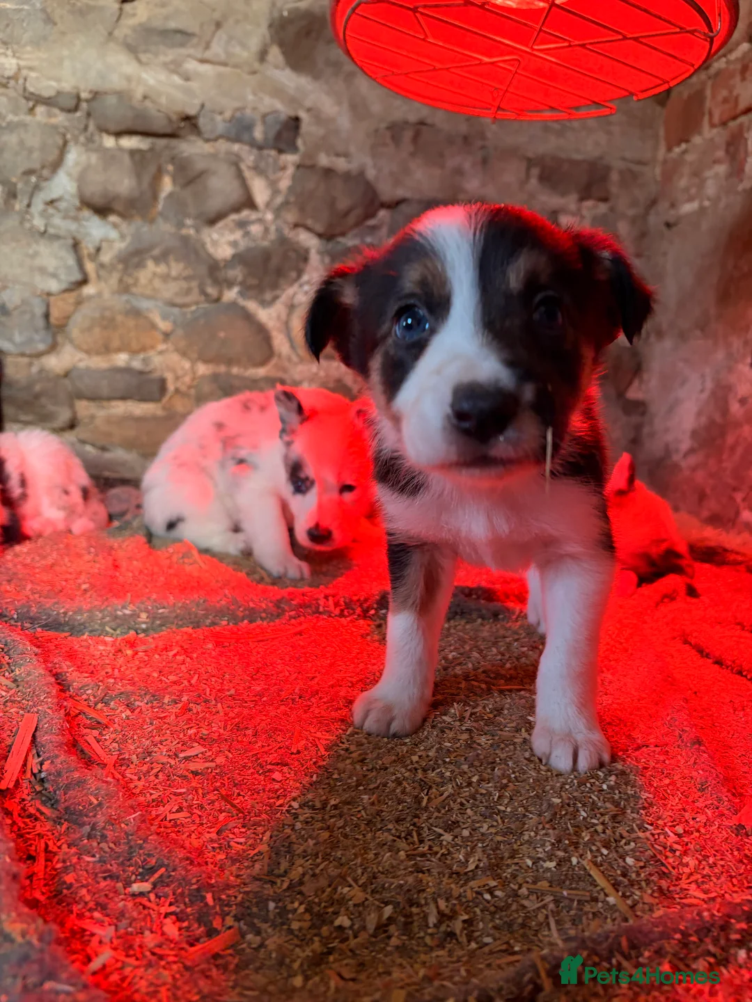 Border Collie dogs for sale: Border Collie Pups from working parents  - Advert 16