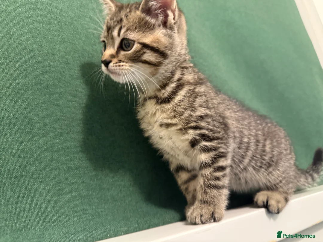 Mixed Breed cats for sale: Tuxedo, tabby and British shorthair mix - Advert 7