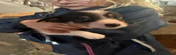 Border Collie dogs for sale: 11 beautiful collie puppies - ready for new homes - Advert 3
