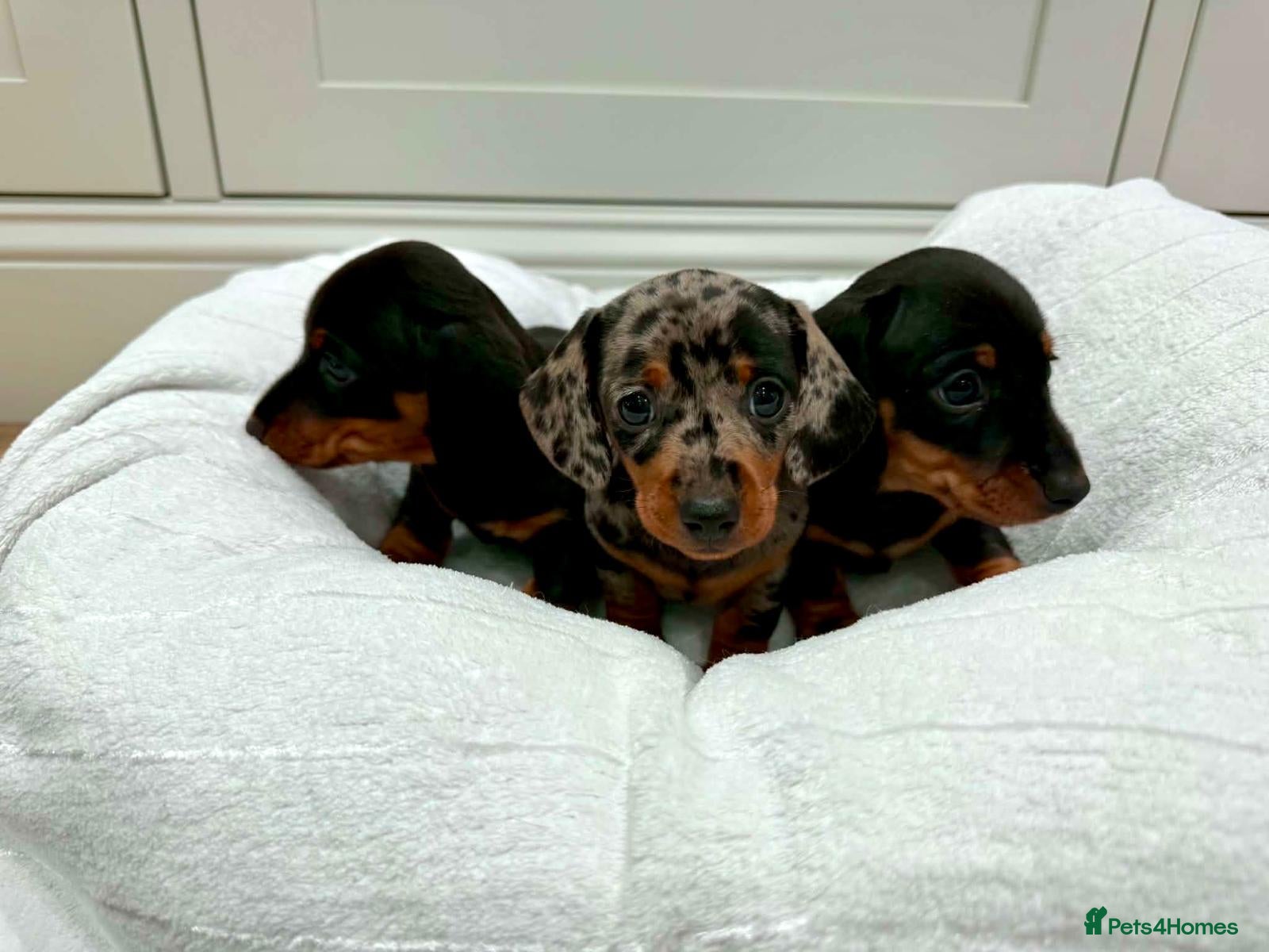 Miniature Dachshund dogs 3 Male Mini Smooth Haired Dachshund Puppies - Advert 16