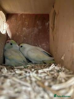 Budgerigars birds  parrotlets - Advert 18