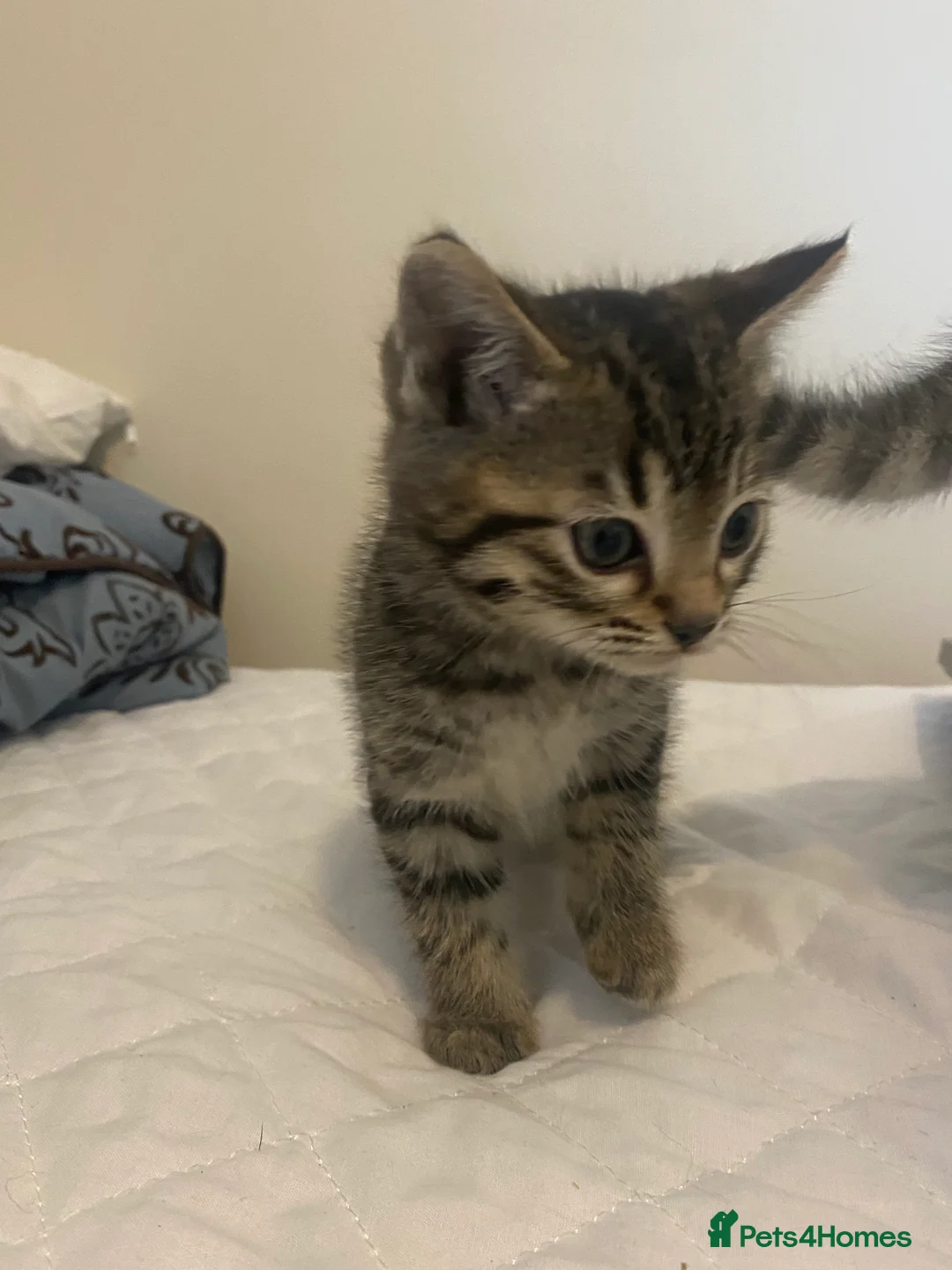 Mixed Breed cats for sale: Ragdol x bengal 2 left  - Advert 16