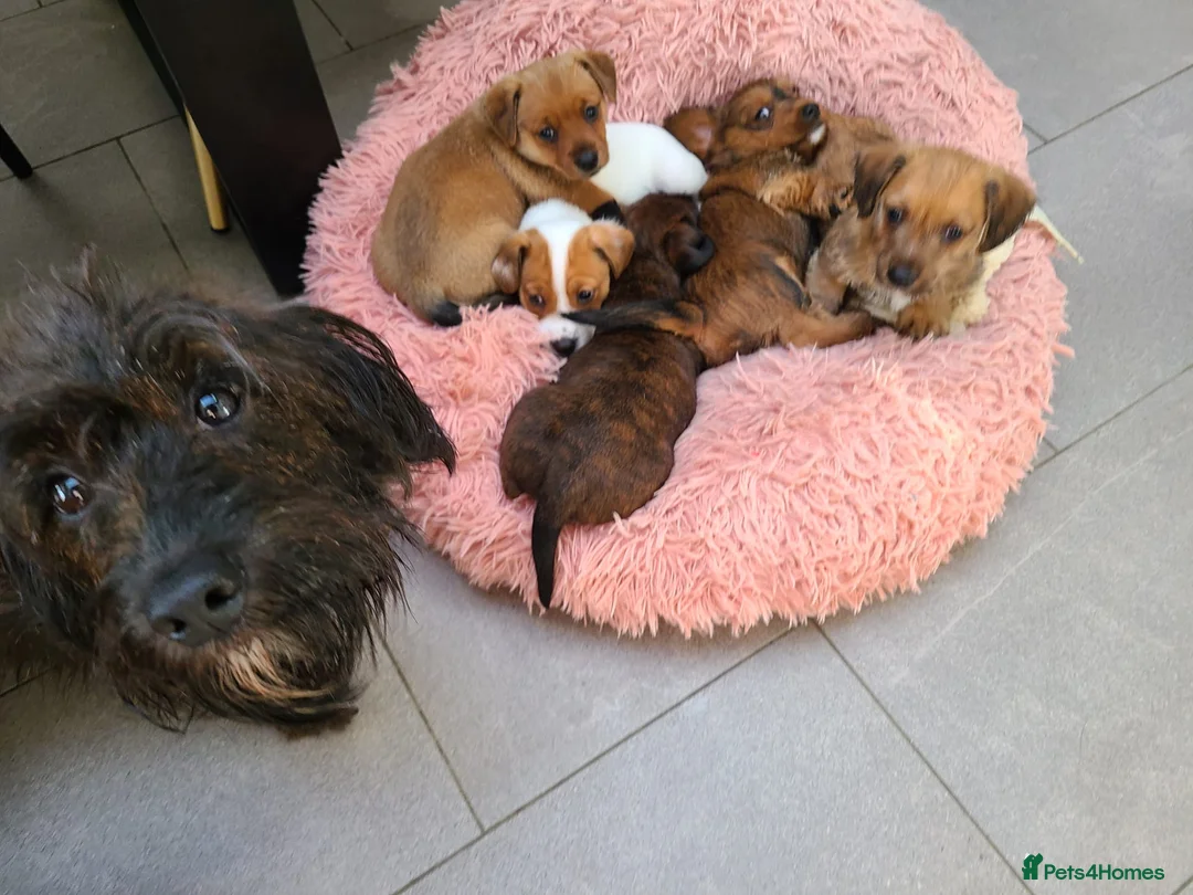 Jackapoo dogs for sale: Jackapoo type pups - Advert 1