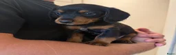 Mixed Breed dogs for sale: Doxiepoos - Advert 6