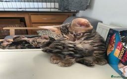 Bengal cats for sale: STUNNING TICA reg Bengal kittens ready to reserve - Image 38