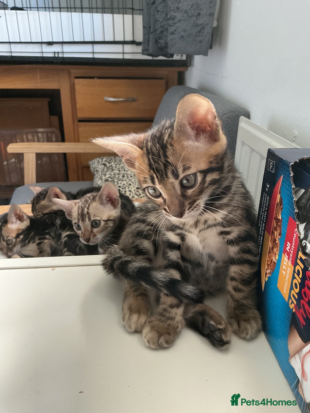 Bengal cats for sale: STUNNING TICA reg Bengal kittens ready to reserve - Image 38