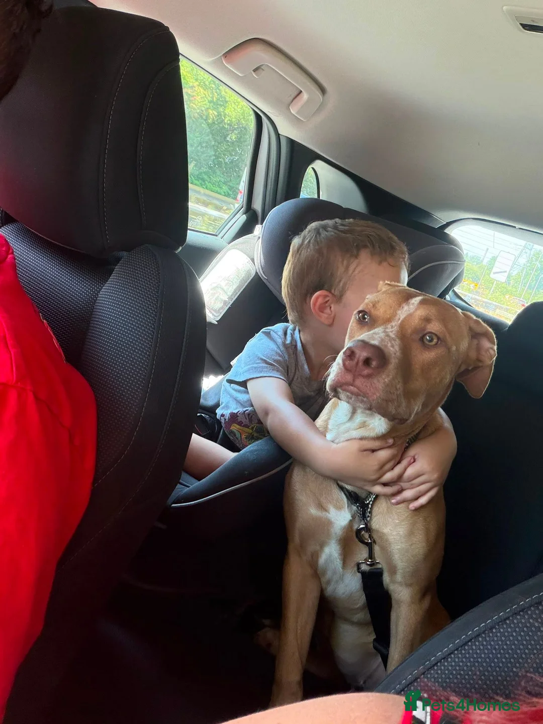 Mixed Breed dogs for sale: Staffy cross in Port Talbot - Advert 1